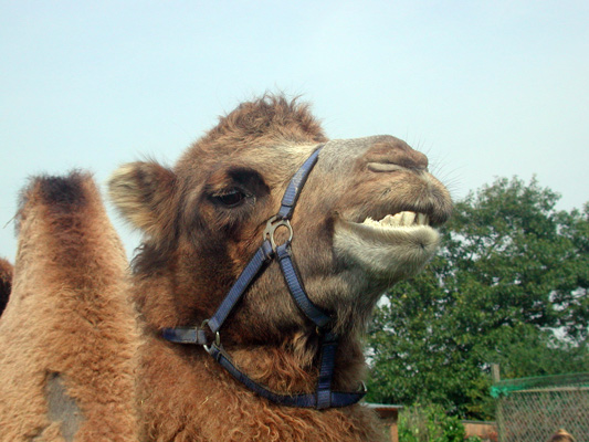 Camel14