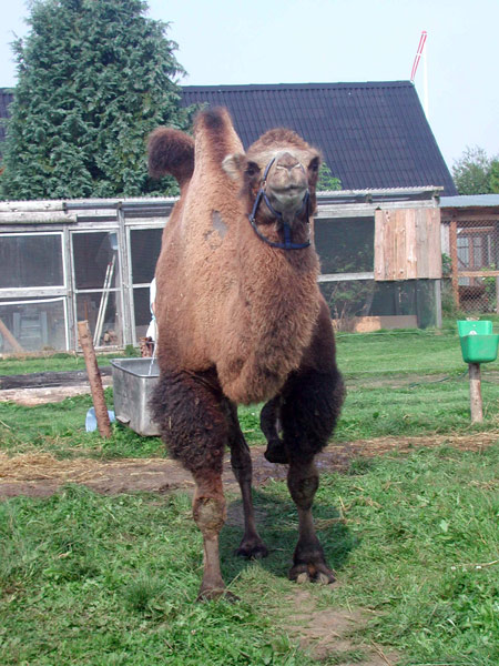 Camel15