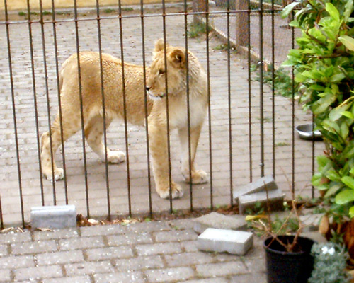 Lion22